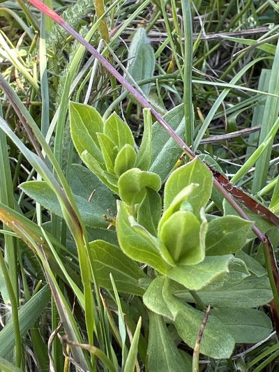Sericocarpus rigidus, photographed by Aiva Noringseth