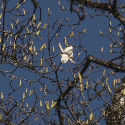 Magnolia campbellii, photographed by Paulmathi Vinod