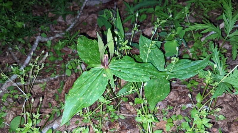 Trillium viridescens, photographed by Joseph Aubert