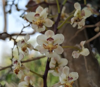 Trichocentrum stramineum, photographed by Tereso Hernández Morales