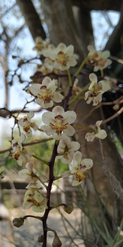 Trichocentrum stramineum, photographed by Tereso Hernández Morales
