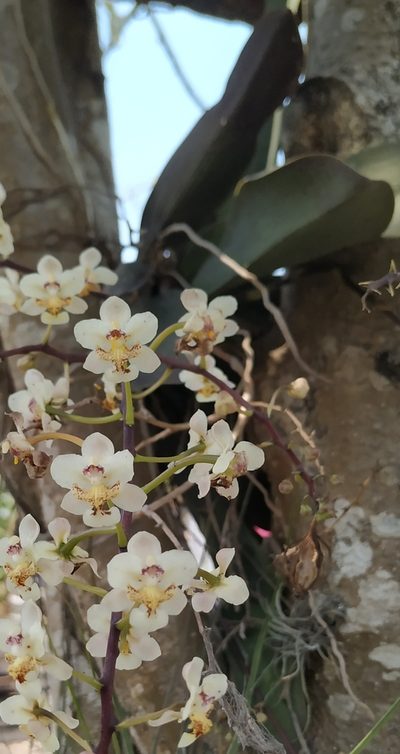 Trichocentrum stramineum, photographed by Tereso Hernández Morales