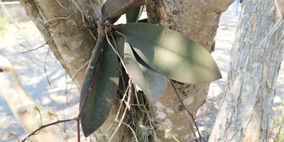 Trichocentrum stramineum, photographed by Tereso Hernández Morales
