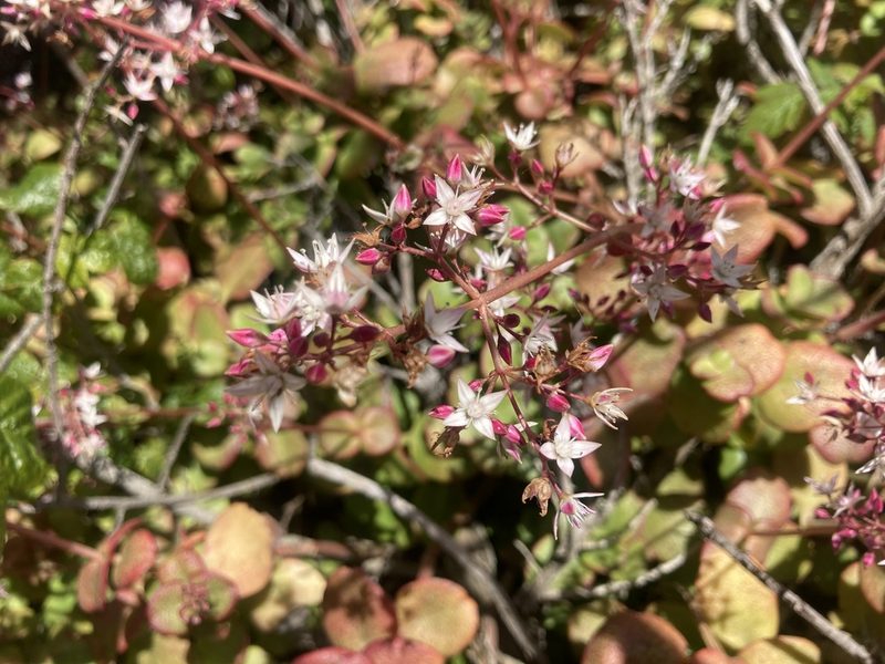 Crassula multicava, photographed by peter-f