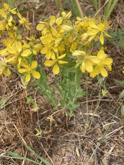 Hypericum perfoliatum, photographed by Andre Hosper