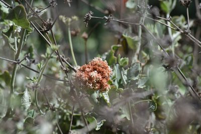 Eriogonum cinereum, photographed by velodrome