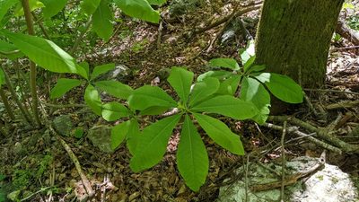 Magnolia tripetala, photographed by Joseph Aubert