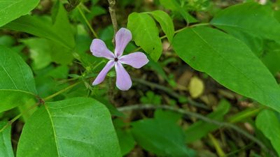 Phlox pilosa, photographed by Joseph Aubert