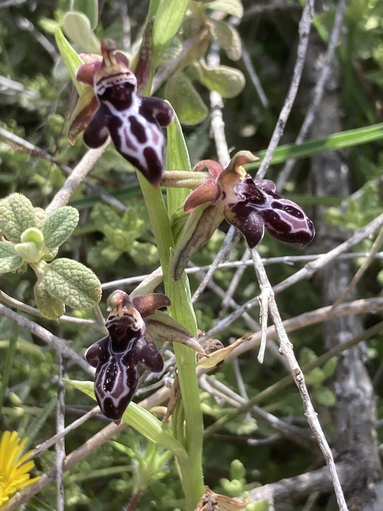 Ophrys cretica, photographed by Andre Hosper
