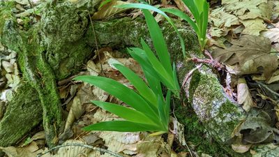 Iris cristata, photographed by Joseph Aubert
