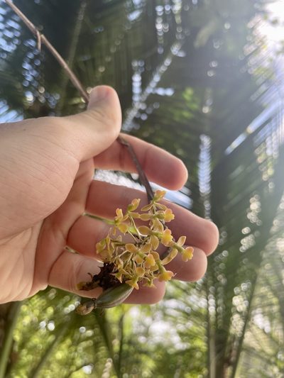 Epidendrum anceps, photographed by Chase Mathey