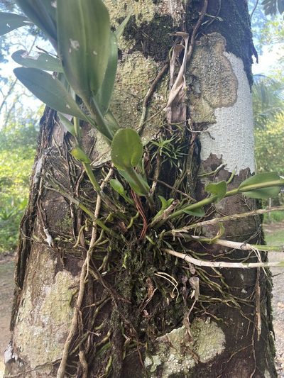 Epidendrum anceps, photographed by Chase Mathey