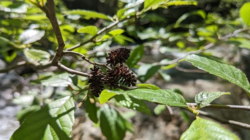 Alnus serrulata, photographed by Joseph Aubert