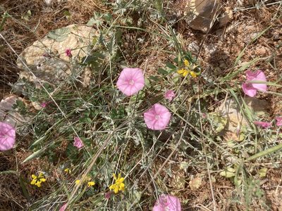 Convolvulus althaeoides, photographed by Andre Hosper