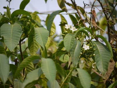 Tabernaemontana alternifolia, photographed by Dinesh Valke