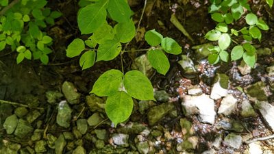 Staphylea trifolia, photographed by Joseph Aubert