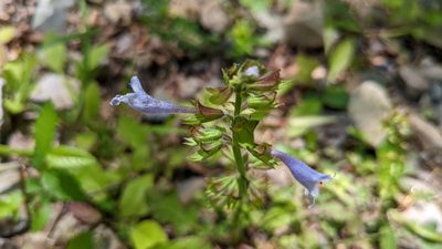 Salvia lyrata, photographed by Joseph Aubert