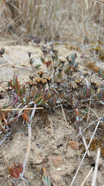 Lampranthus leptaleon, photographed by Jacques van der Merwe