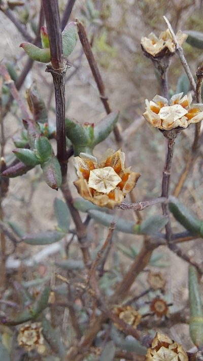 Ruschiella argentea, photographed by Jacques van der Merwe
