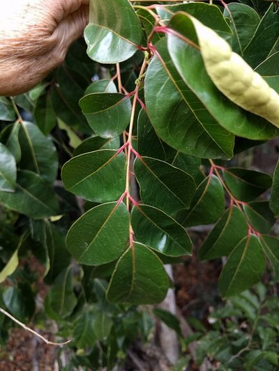 Bergera crenulata, photographed by Tony van Kampen