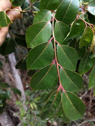 Bergera crenulata, photographed by Tony van Kampen