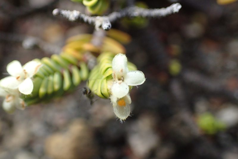 Pimelea microphylla, photographed by Oscar Dove