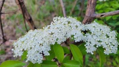 Viburnum prunifolium, photographed by George Pushkal