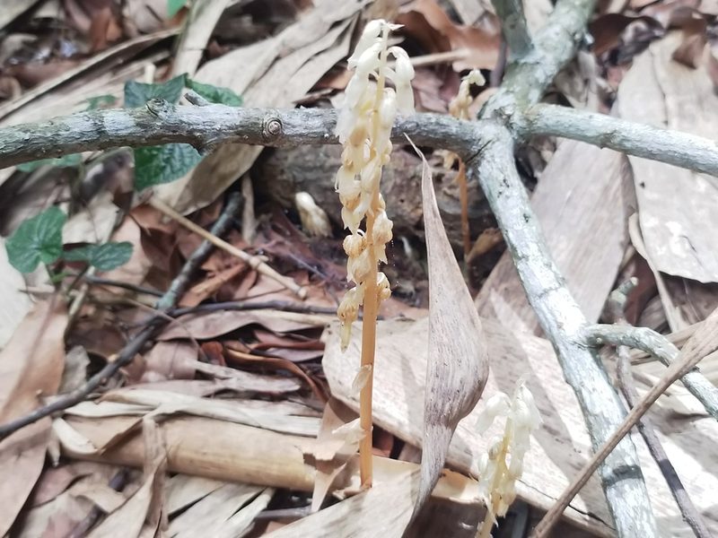 Epipogium roseum, photographed by 劉哲瑋