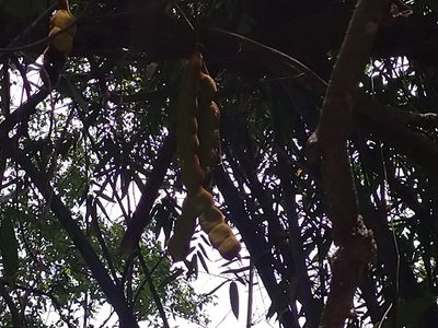 Mucuna macrocarpa, photographed by 劉哲瑋