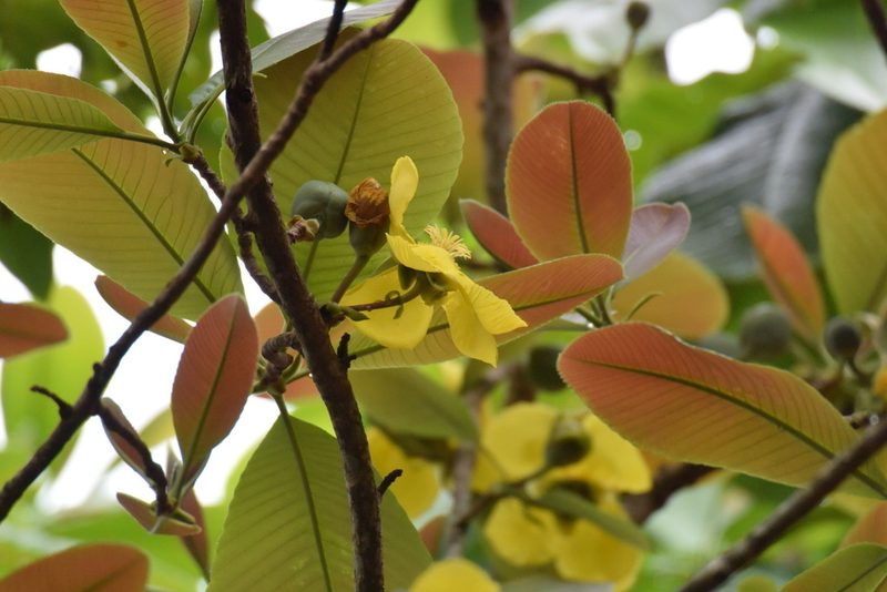 Dillenia obovata, photographed by Adam Kamal