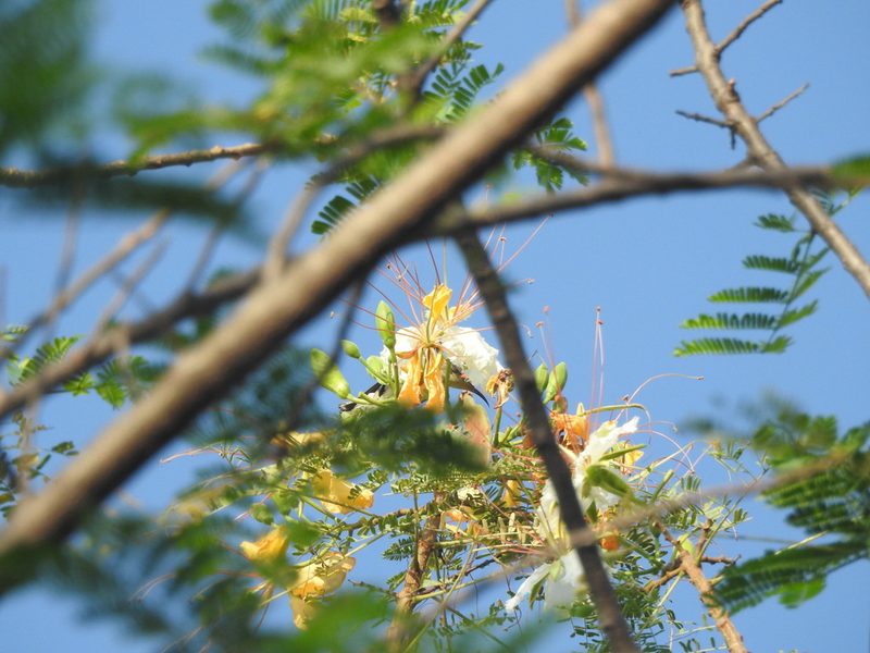Delonix elata, photographed by Hopeland