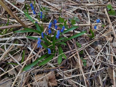 Scilla siberica, photographed by JS