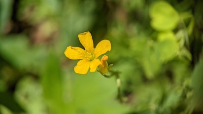 Oxalis dillenii, photographed by Joseph Aubert