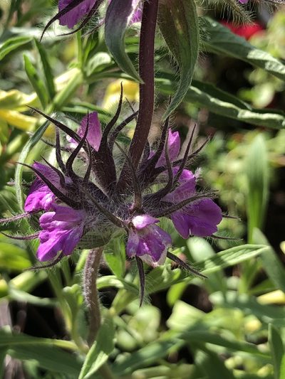 Stachys lavandulifolia, photographed by Lightning Star Sky / Skyler Noah Wall