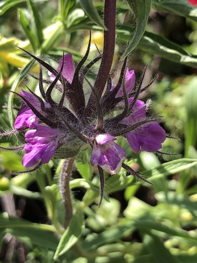 Stachys lavandulifolia, photographed by Lightning Star Sky / Skyler Noah Wall