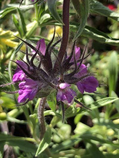 Stachys lavandulifolia, photographed by Lightning Star Sky / Skyler Noah Wall