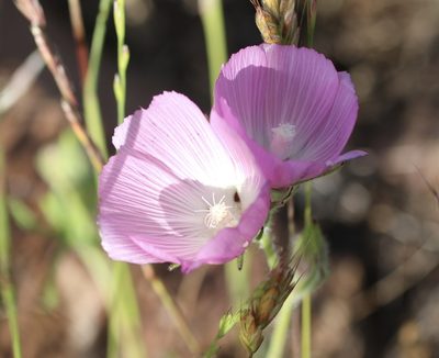 Sidalcea diploscypha, photographed by Cricket Raspet