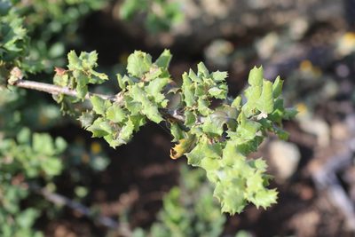 Quercus durata, photographed by Cricket Raspet
