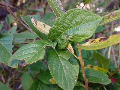 Lonicera involucrata, photographed by Cricket Raspet