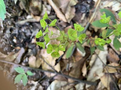Euphorbia amygdaloides, photographed by marbib