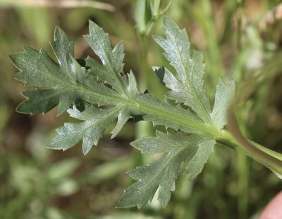 Sanicula bipinnatifida, photographed by Cricket Raspet