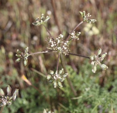 Lomatium dasycarpum, photographed by Cricket Raspet