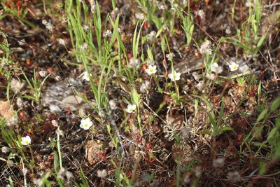 Leptosiphon bicolor, photographed by Cricket Raspet