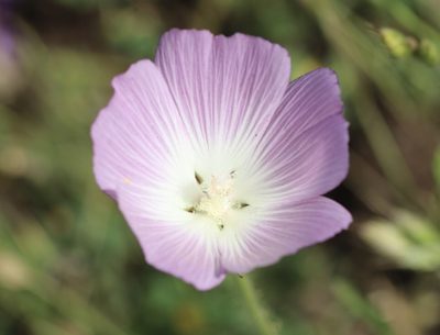 Sidalcea diploscypha, photographed by Cricket Raspet