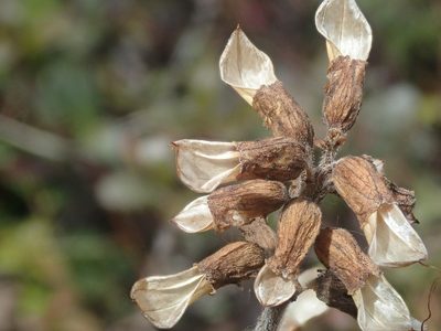 Pedicularis labradorica, photographed by F Quiec