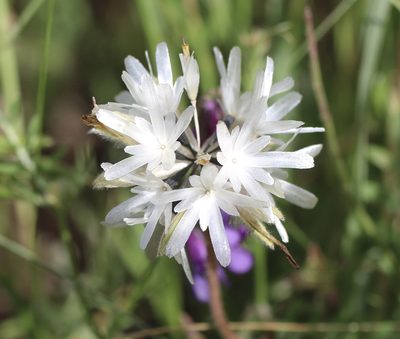 Achyrachaena mollis, photographed by Cricket Raspet