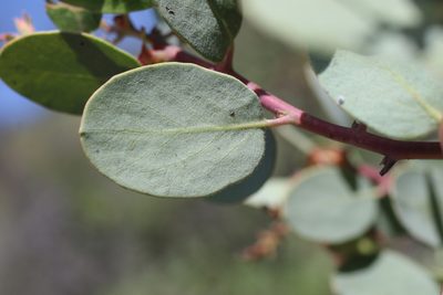 Arctostaphylos viscida, photographed by Cricket Raspet