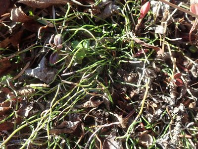 Equisetum scirpoides, photographed by F Quiec