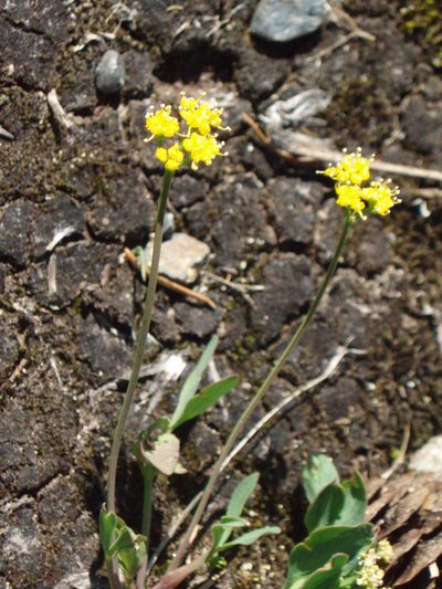 Tauschia stricklandii, photographed by Lindsey K. Wise