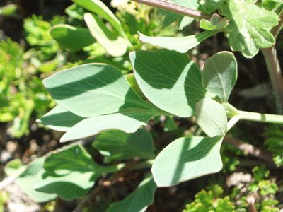 Tauschia stricklandii, photographed by Lindsey K. Wise